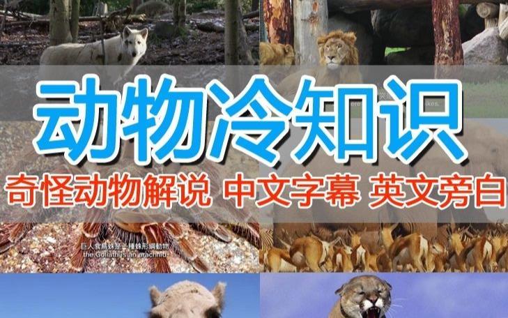 外面卖1699的国外纪录片解说（动物解说、美食、动画片）稳过中视频-久久资源库